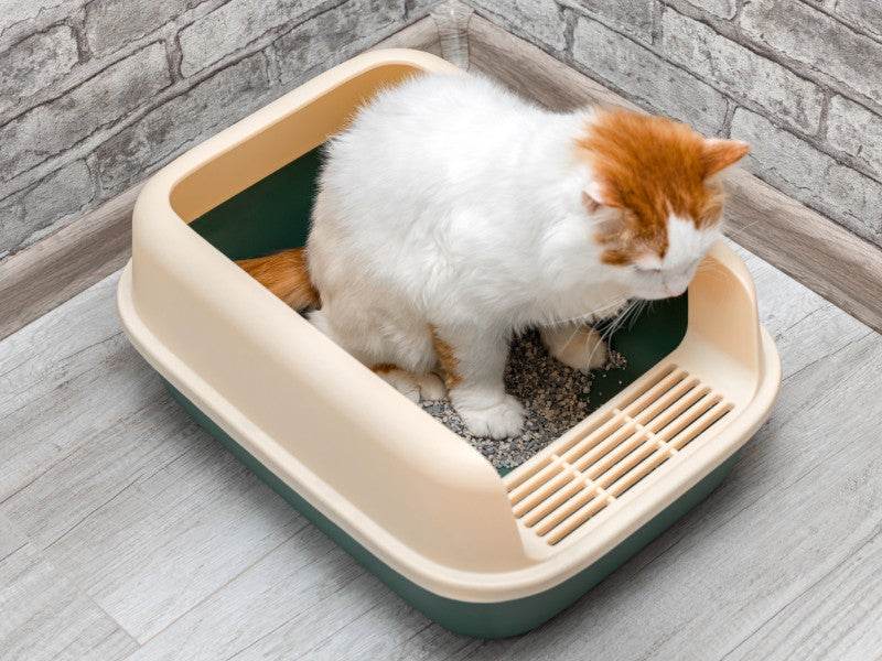 Cat Litter & Accessories