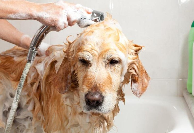 Dog Cleaning & Toiletries